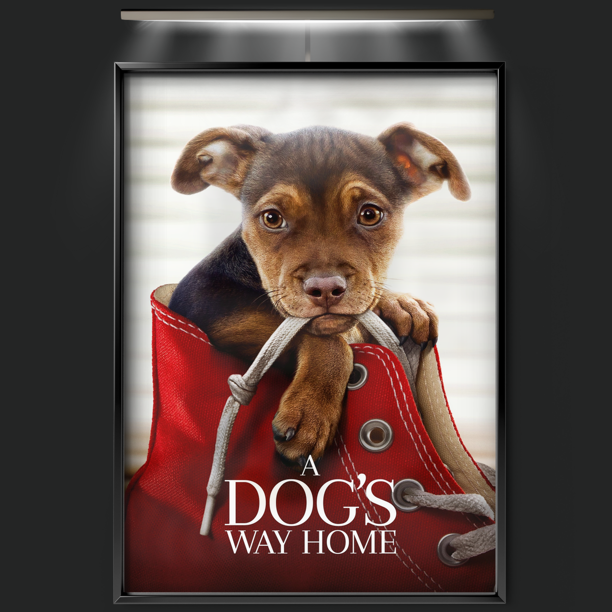 A Dog's Way Home (2019)