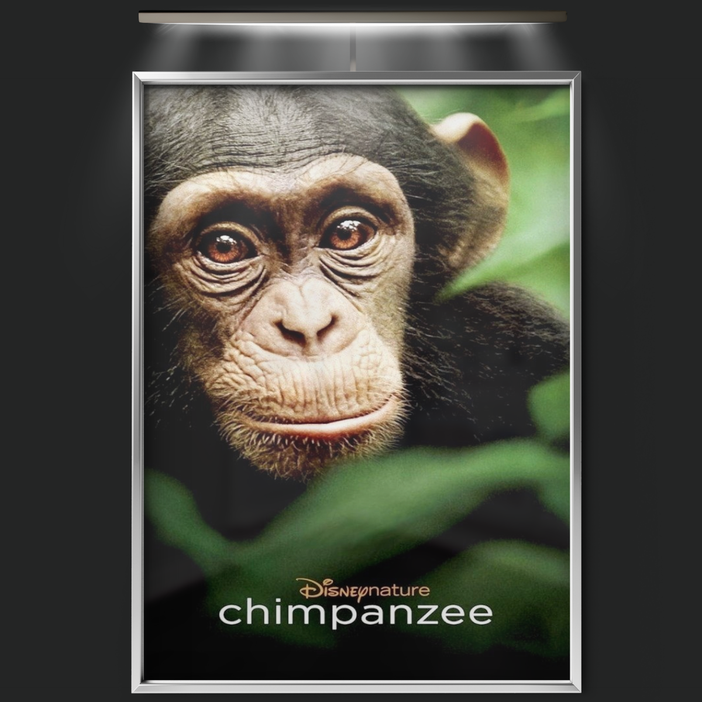 Chimpanzee (2012)