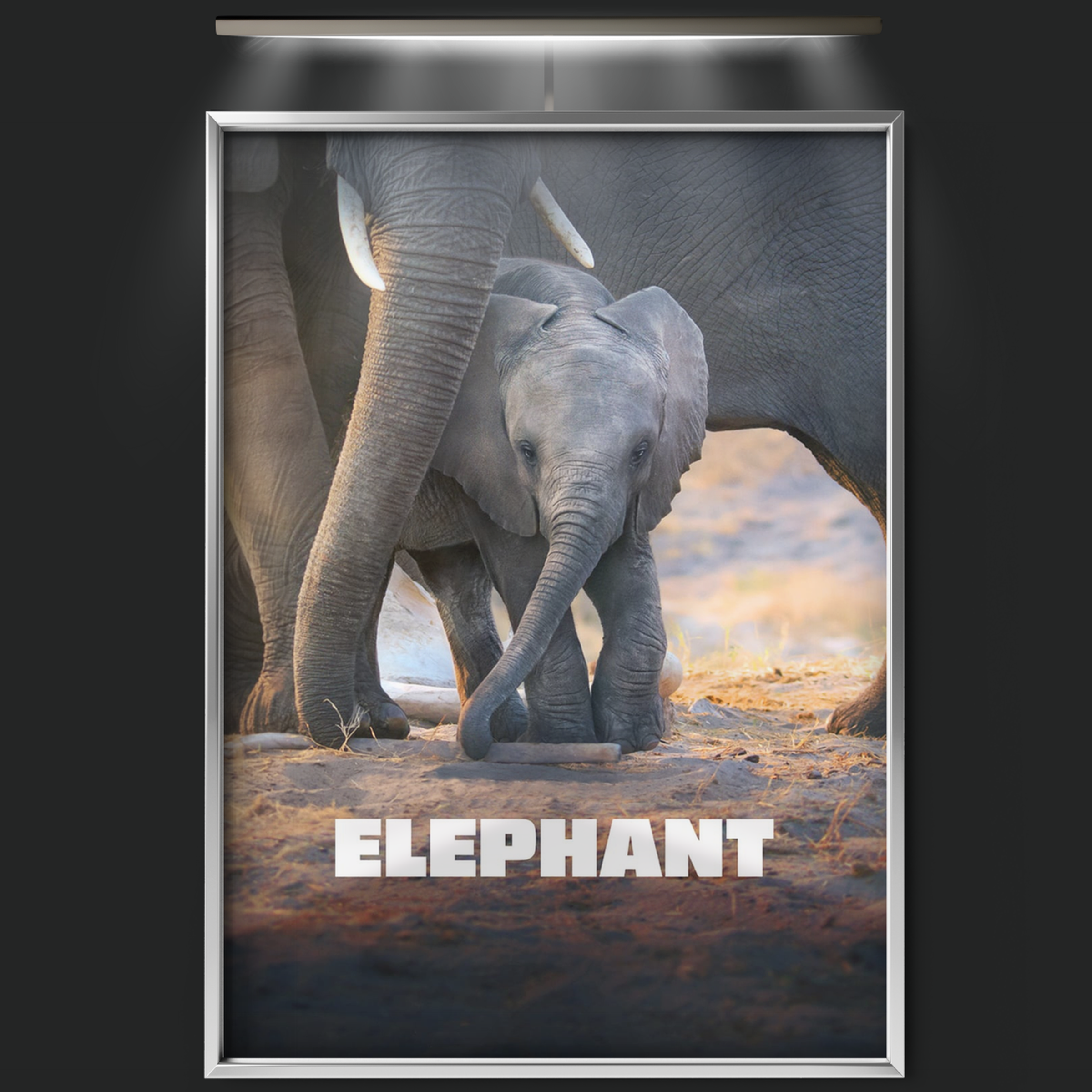 Elephant (2020)