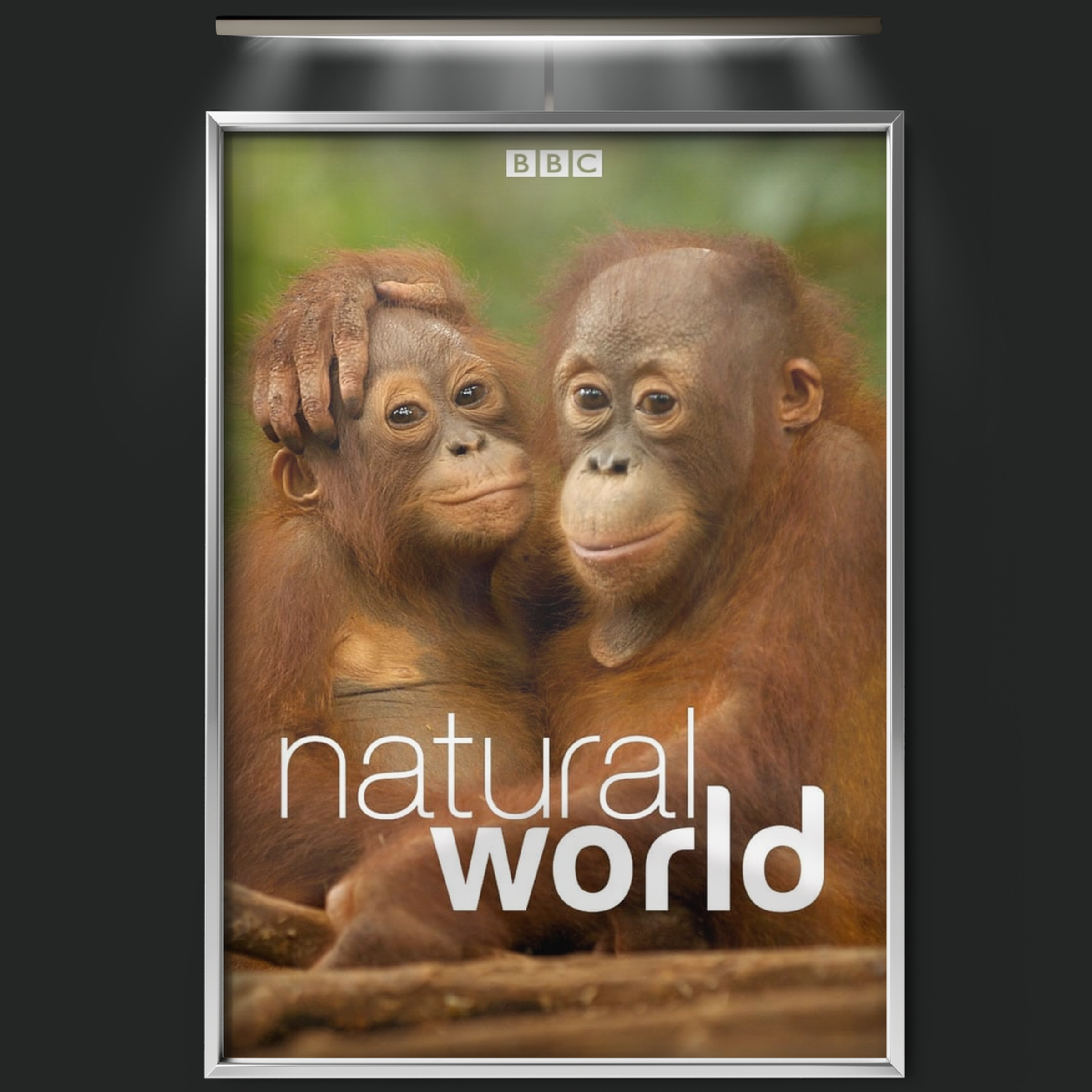 Natural World (1983)