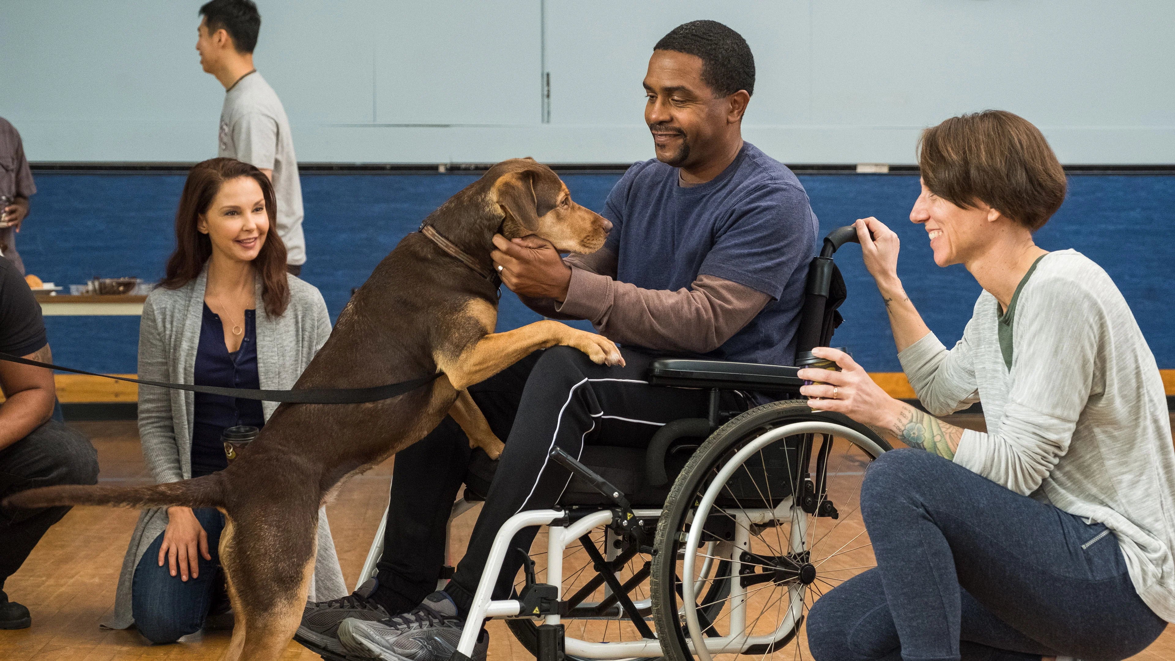High quality A Dog's Way Home (2019) prints online - Popcorn Poster Official
