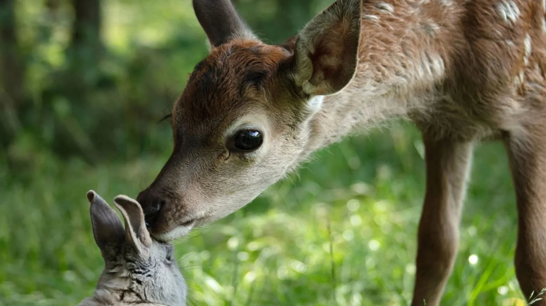 High quality Bambi A Tale of Life in the Woods (2024) prints online - Popcorn Poster Official