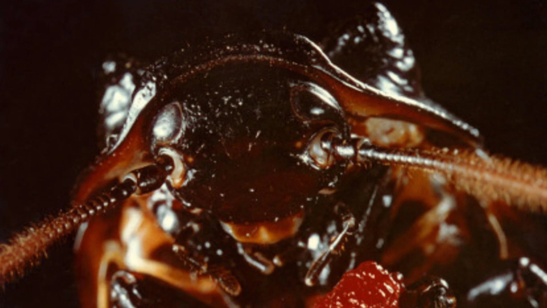High quality Bug (1975) prints online - Popcorn Poster Official