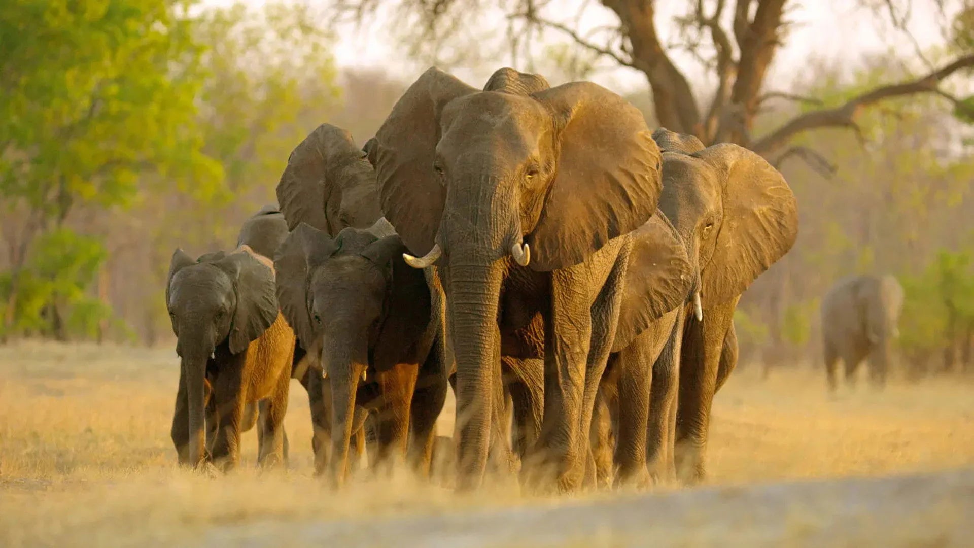 High quality Elephant (2020) prints online - Popcorn Poster Official