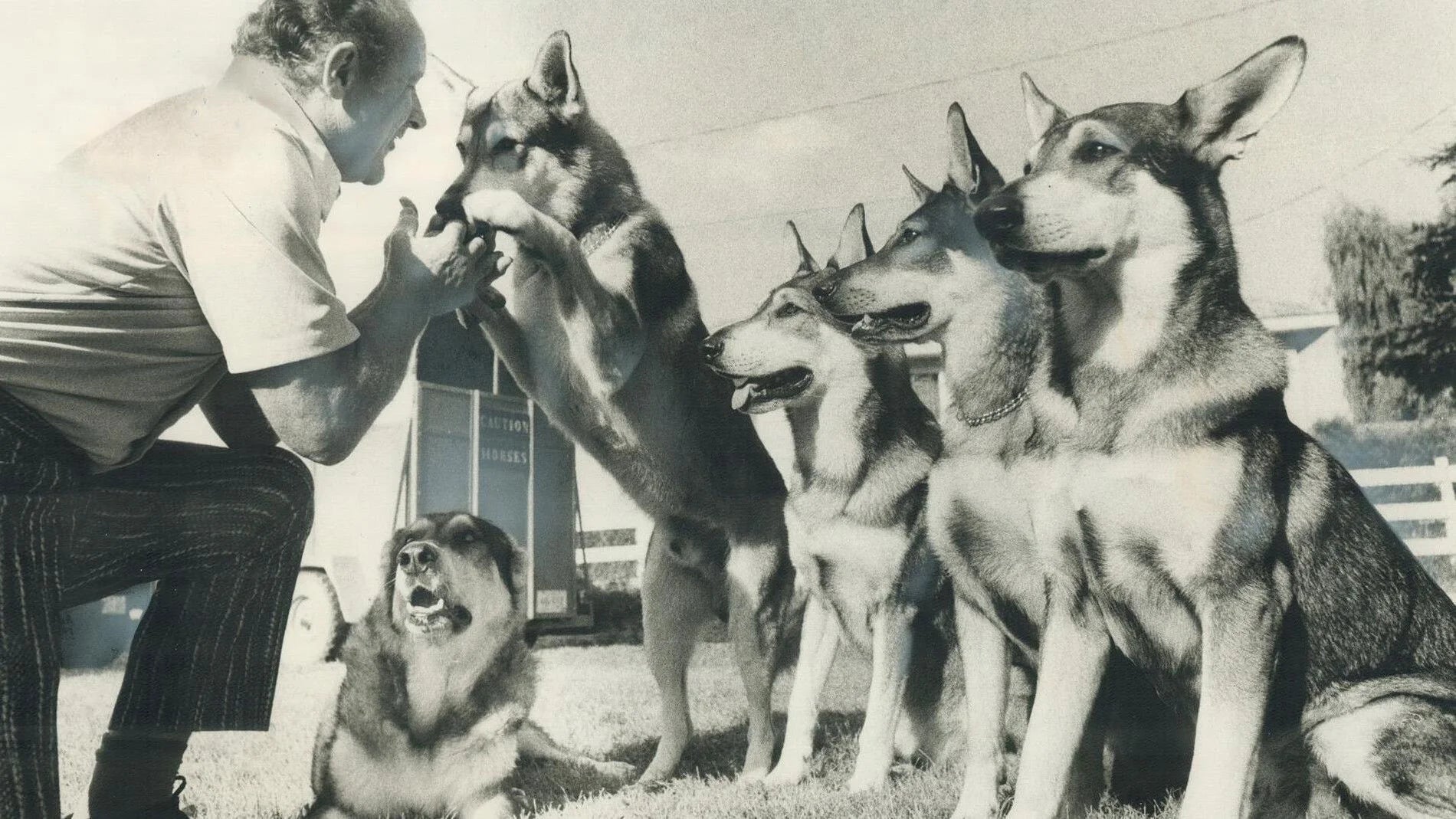High quality The Littlest Hobo (1979) prints online - Popcorn Poster Official