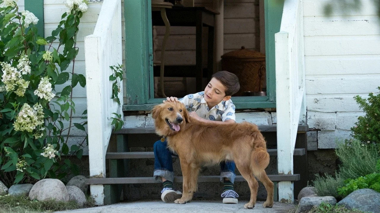 A Dog's Purpose (2017) home theater movie art - The Popcorn Poster Store