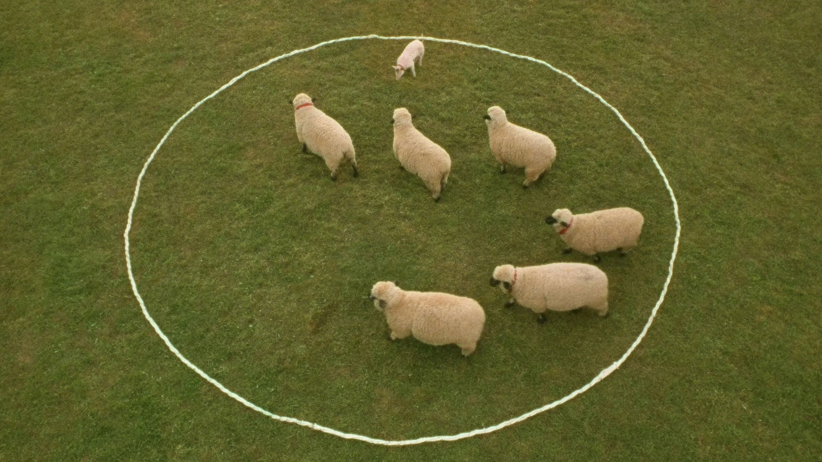 Babe (1995) home theater movie art - The Popcorn Poster Store