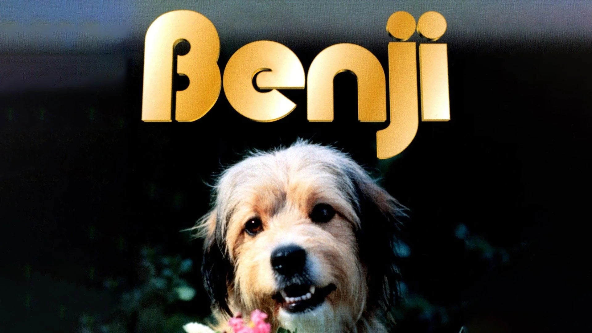 Benji (1974) home theater movie art - The Popcorn Poster Store