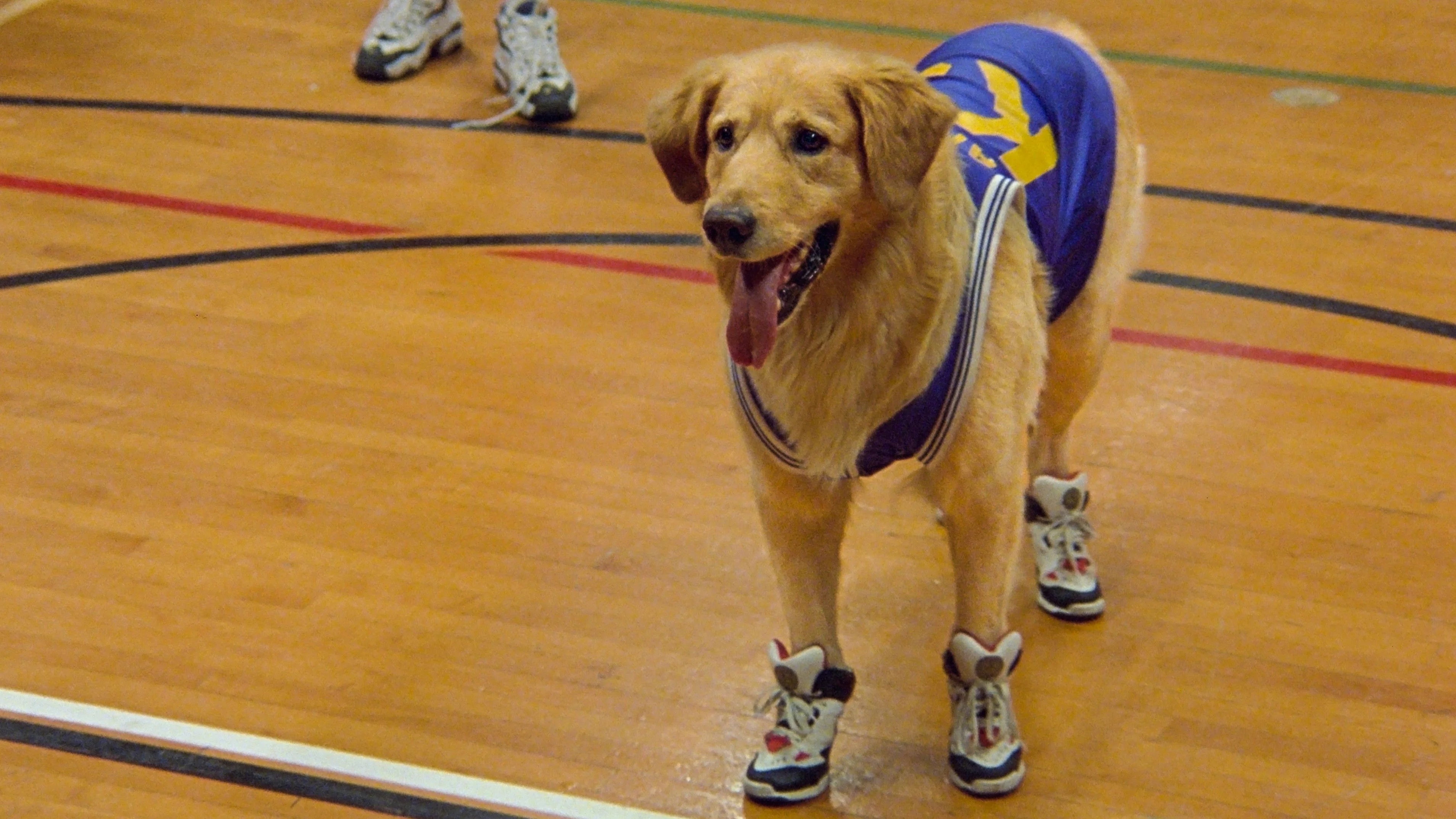 Perfect Air Bud (1997) Man Cave wall filler - Popcorn Poster Gallery