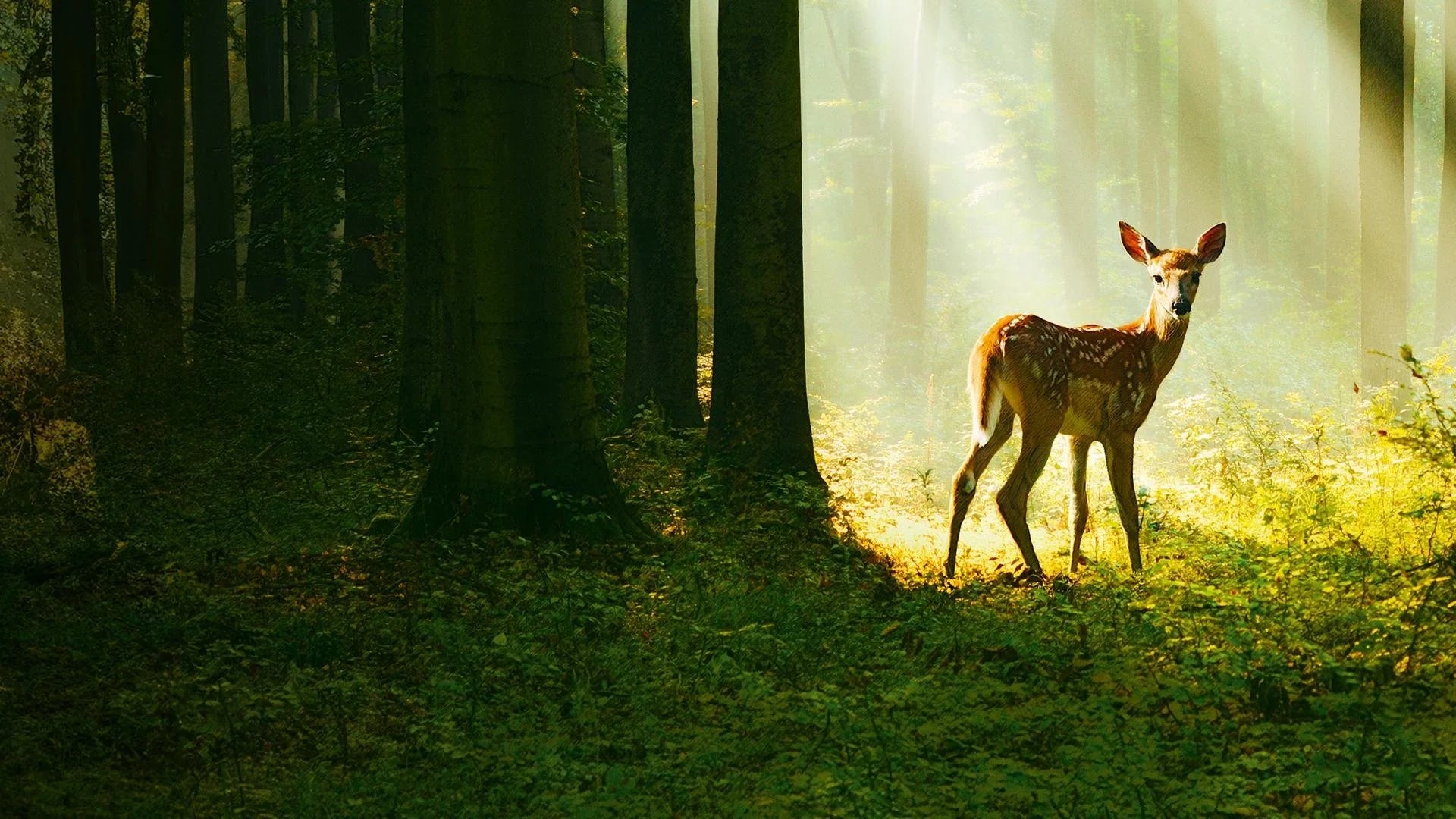 Perfect Bambi A Tale of Life in the Woods (2024) Man Cave wall filler - Popcorn Poster Gallery