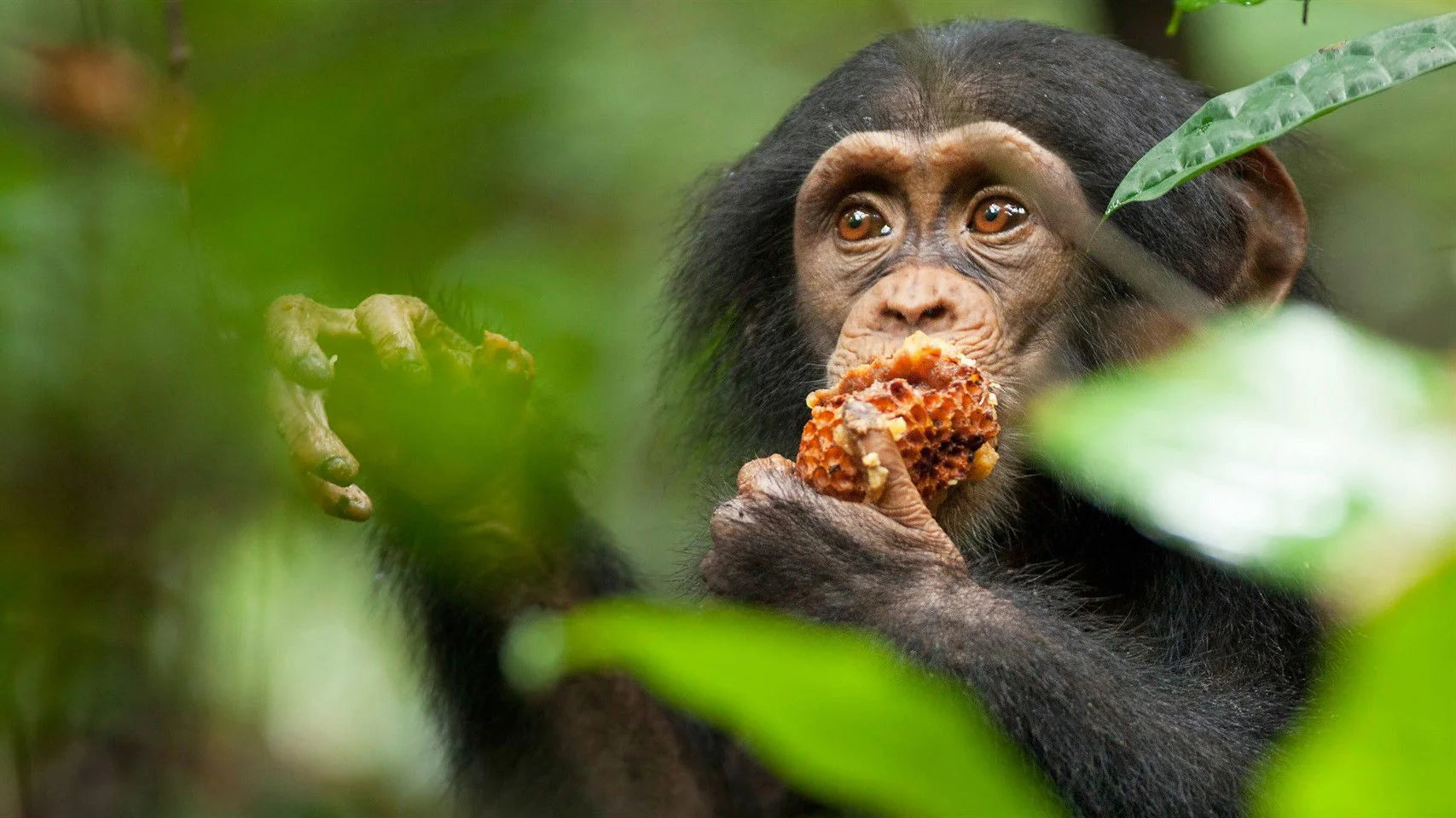 Perfect Chimpanzee (2012) Man Cave wall filler - Popcorn Poster Gallery
