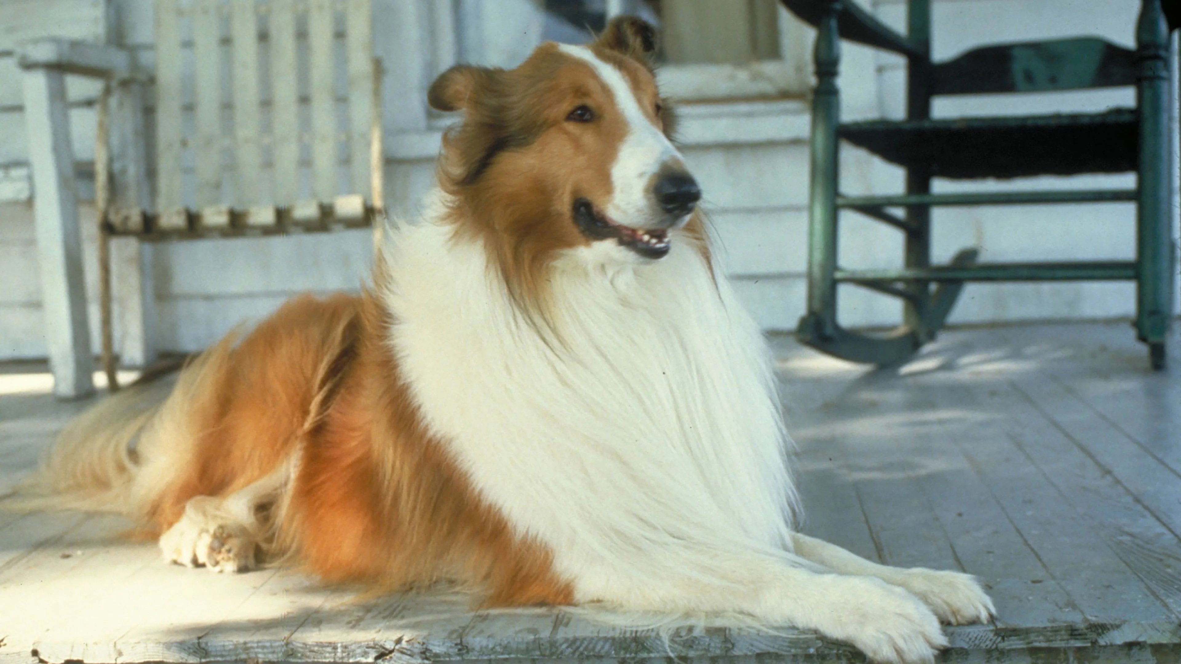 Perfect Lassie (1994) Man Cave wall filler - Popcorn Poster Gallery