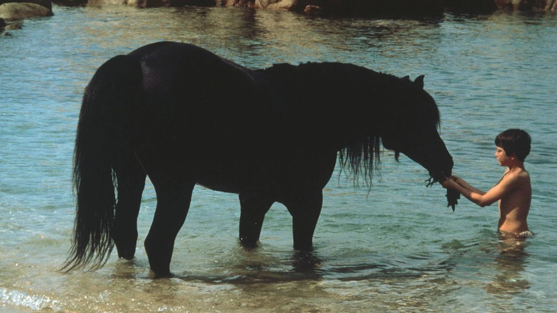 Perfect The Black Stallion (1979) Man Cave wall filler - Popcorn Poster Gallery