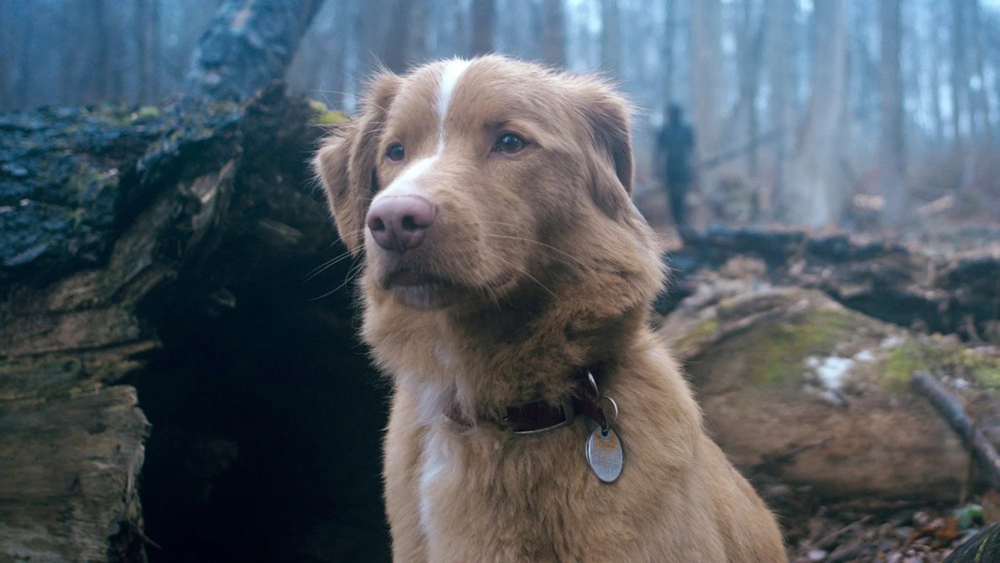 Unique Good Boy (2025) gift ideas - Available at Popcorn Poster