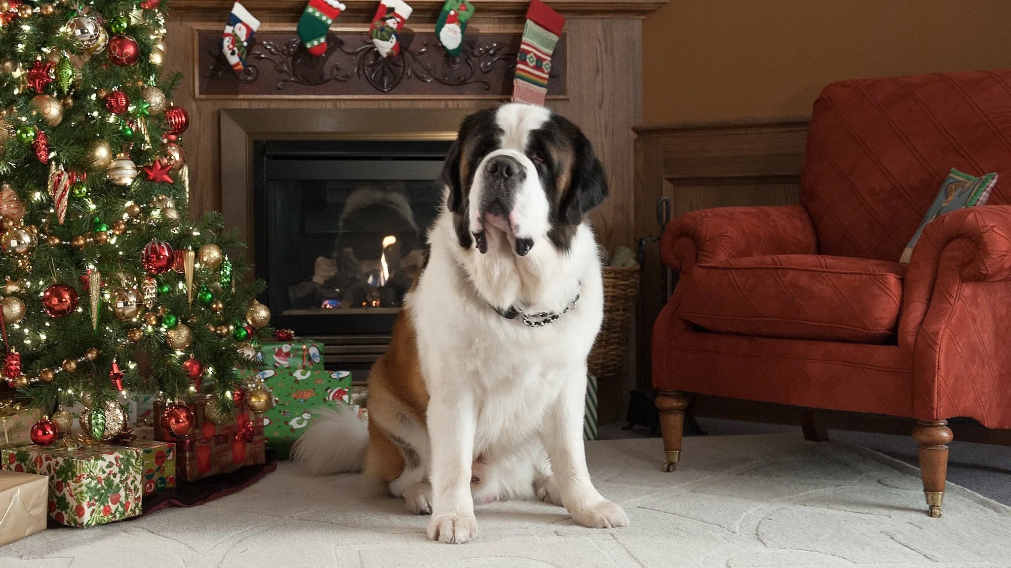 Where to buy Beethoven's Christmas Adventure (2011) posters - Popcorn Poster Shop