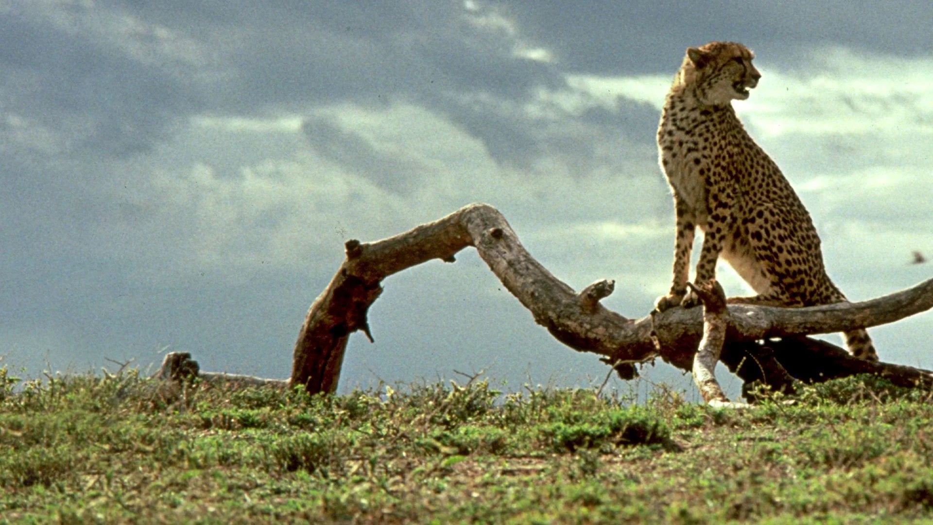 Where to buy Cheetah (1989) posters - Popcorn Poster Shop