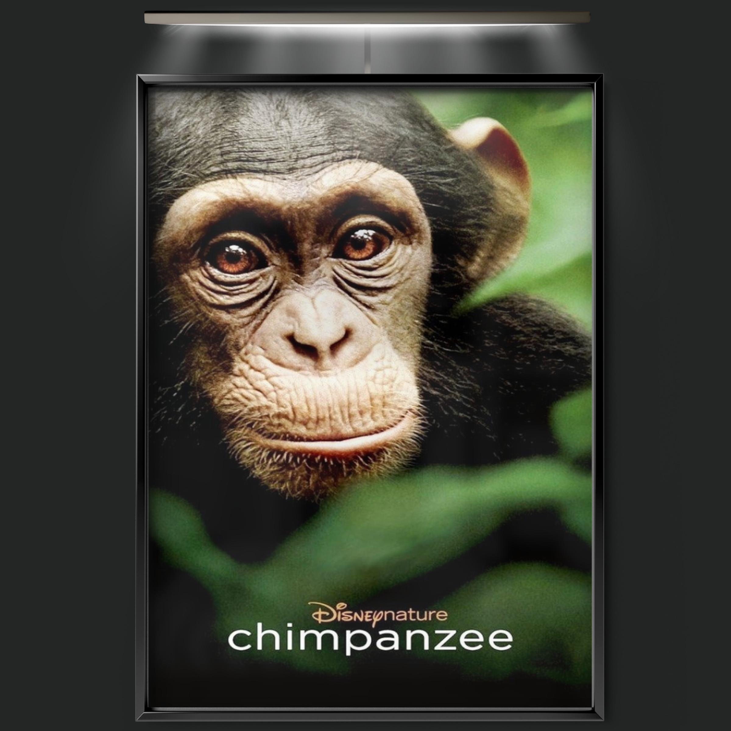 Chimpanzee (2012)