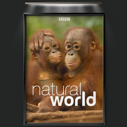 Natural World (1983)