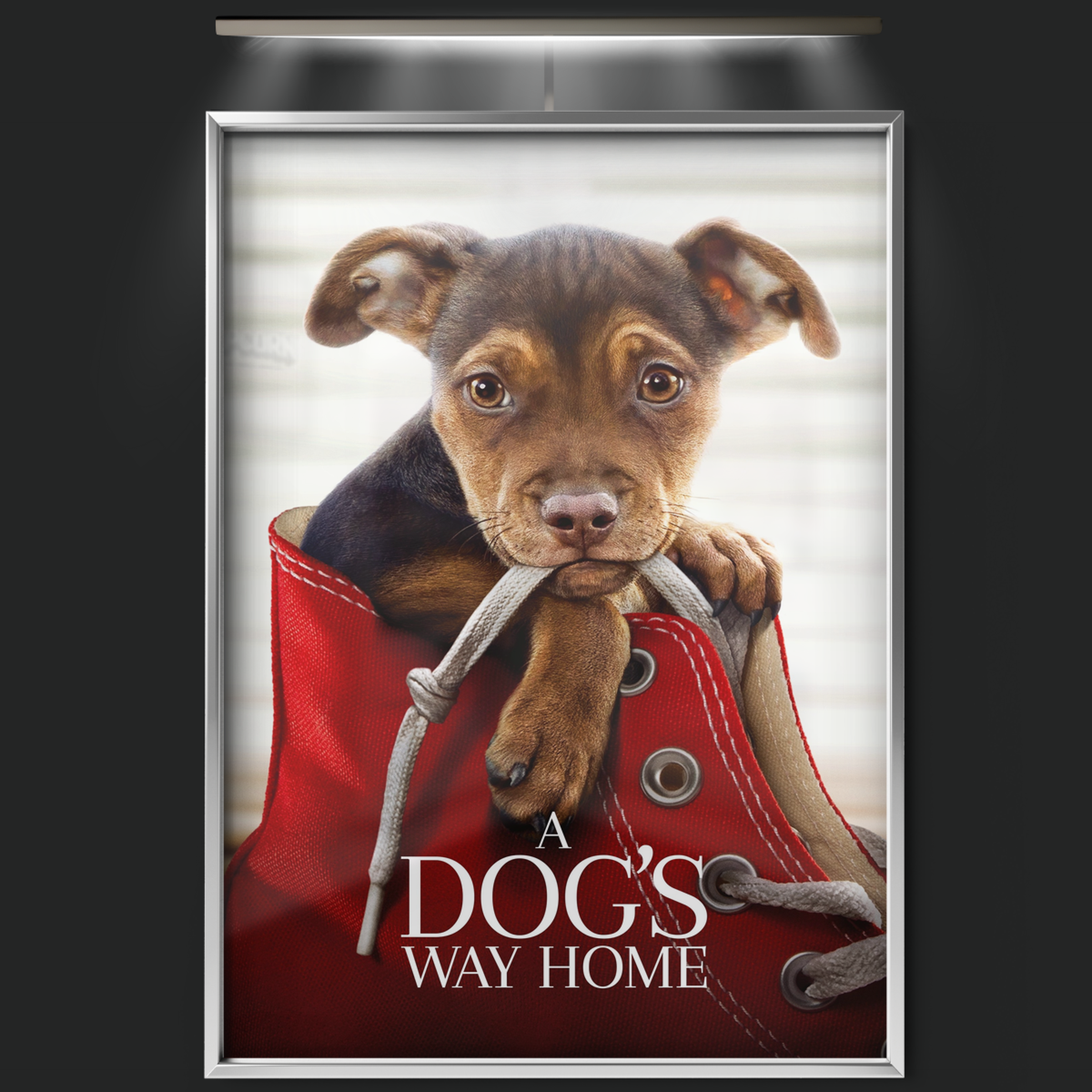 A Dog's Way Home (2019)