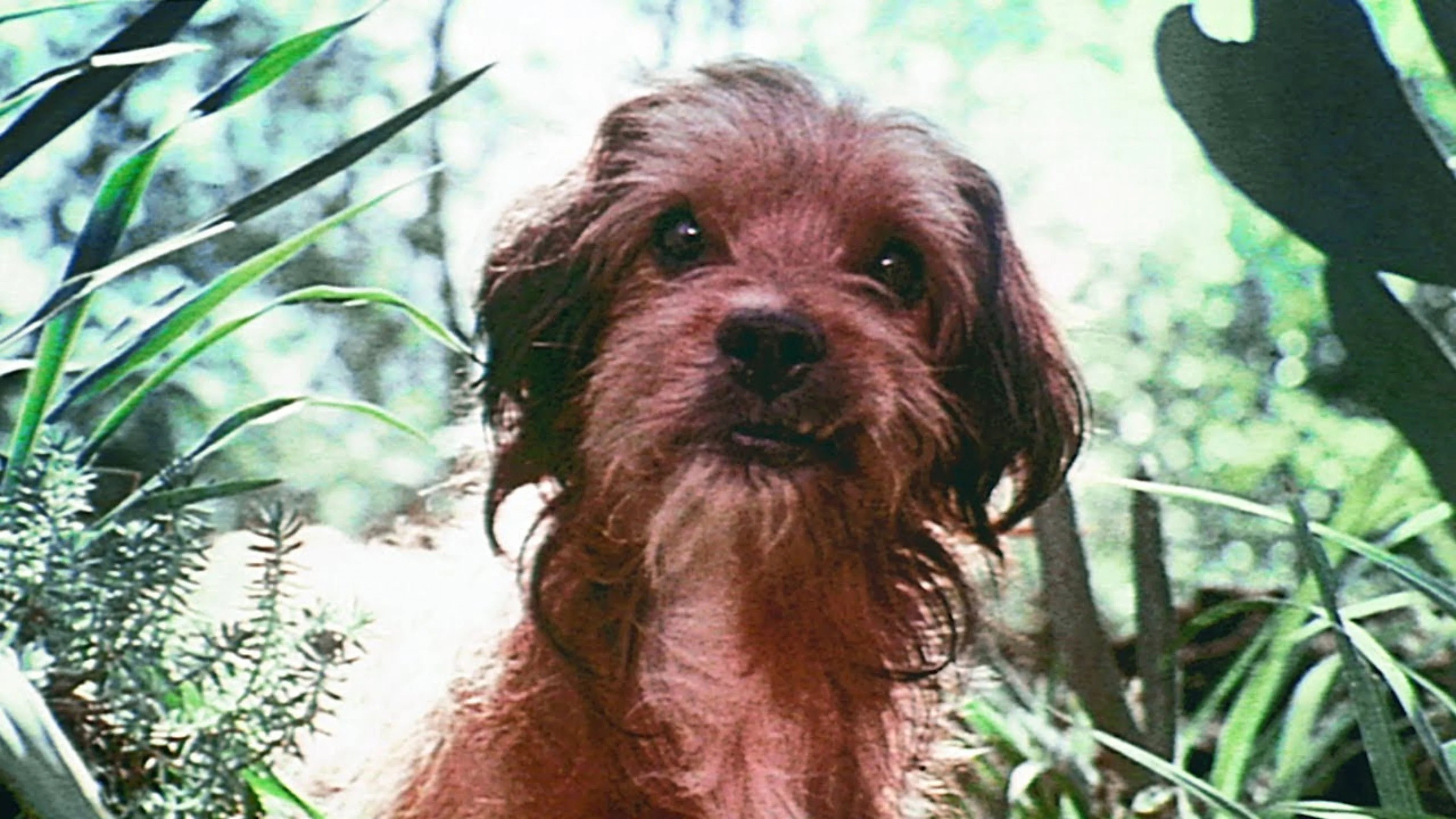 High quality Benji (1974) prints online - Popcorn Poster Official