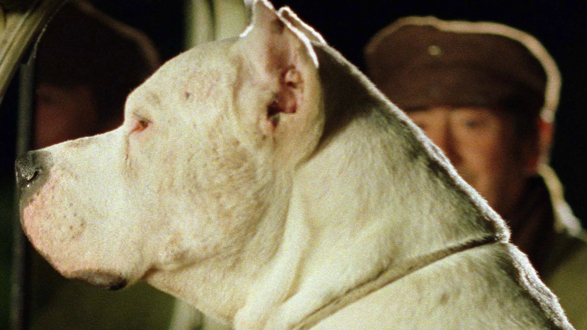 High quality Bombón El Perro (2004) prints online - Popcorn Poster Official