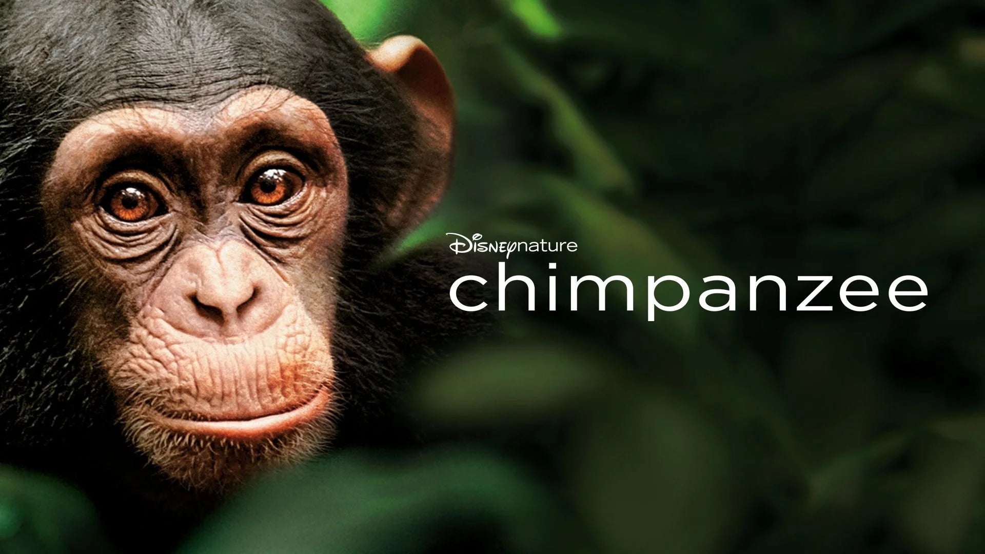 High quality Chimpanzee (2012) prints online - Popcorn Poster Official