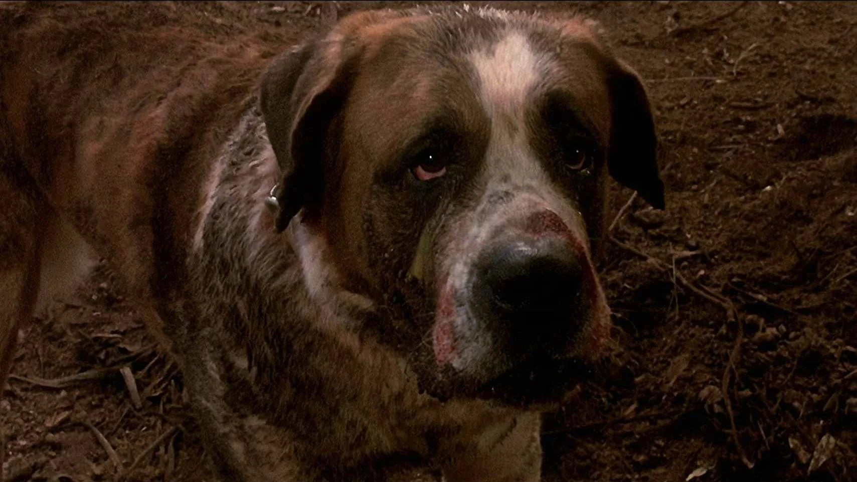 High quality Cujo (1983) prints online - Popcorn Poster Official