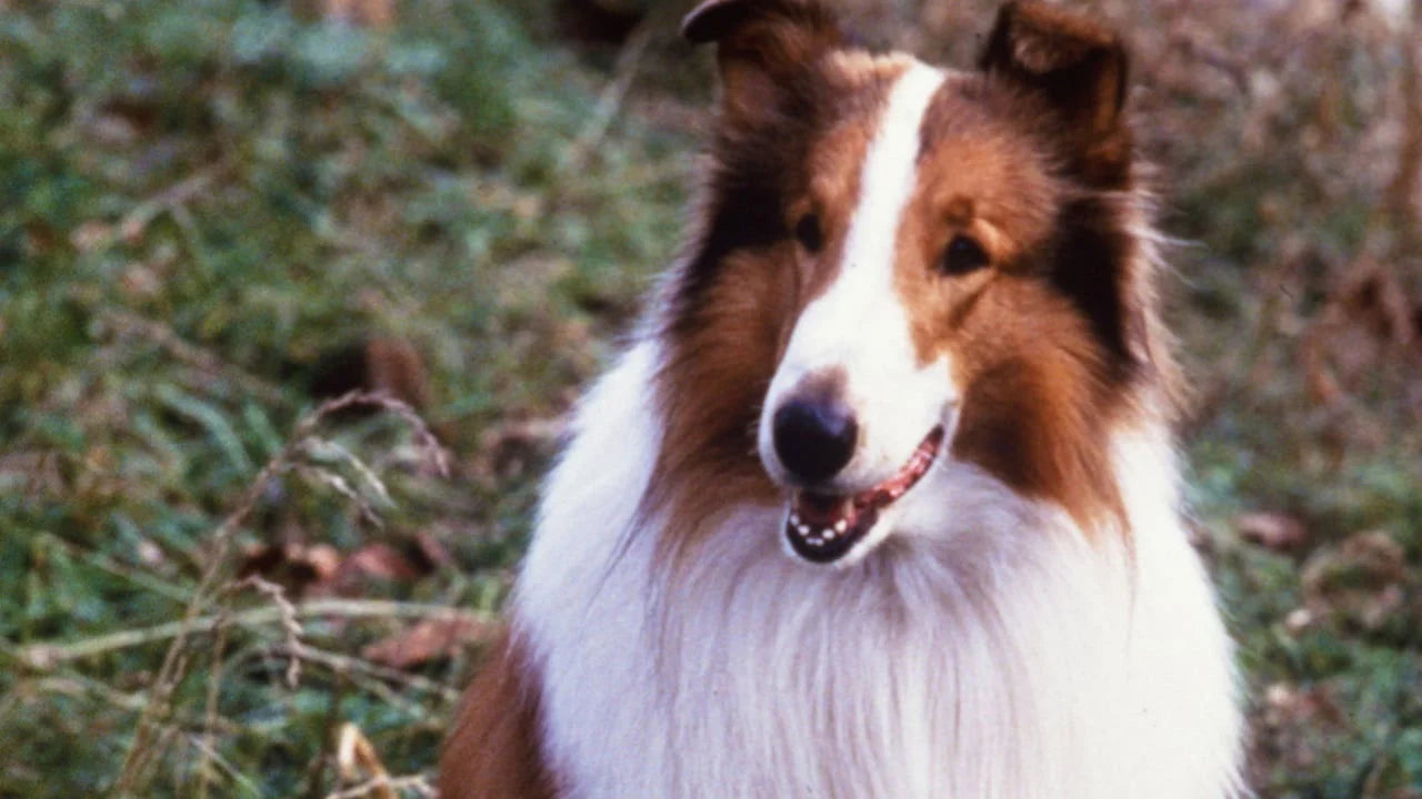 High quality Lassie (1994) prints online - Popcorn Poster Official