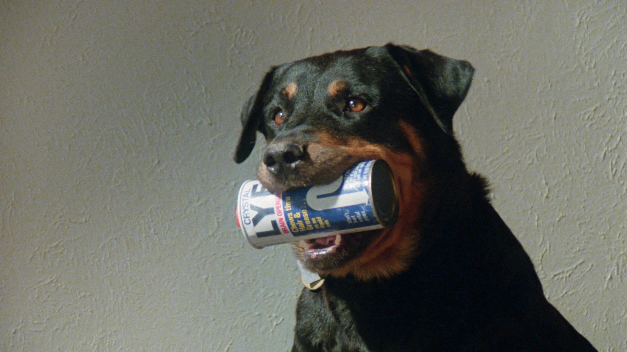High quality Play Dead (1983) prints online - Popcorn Poster Official