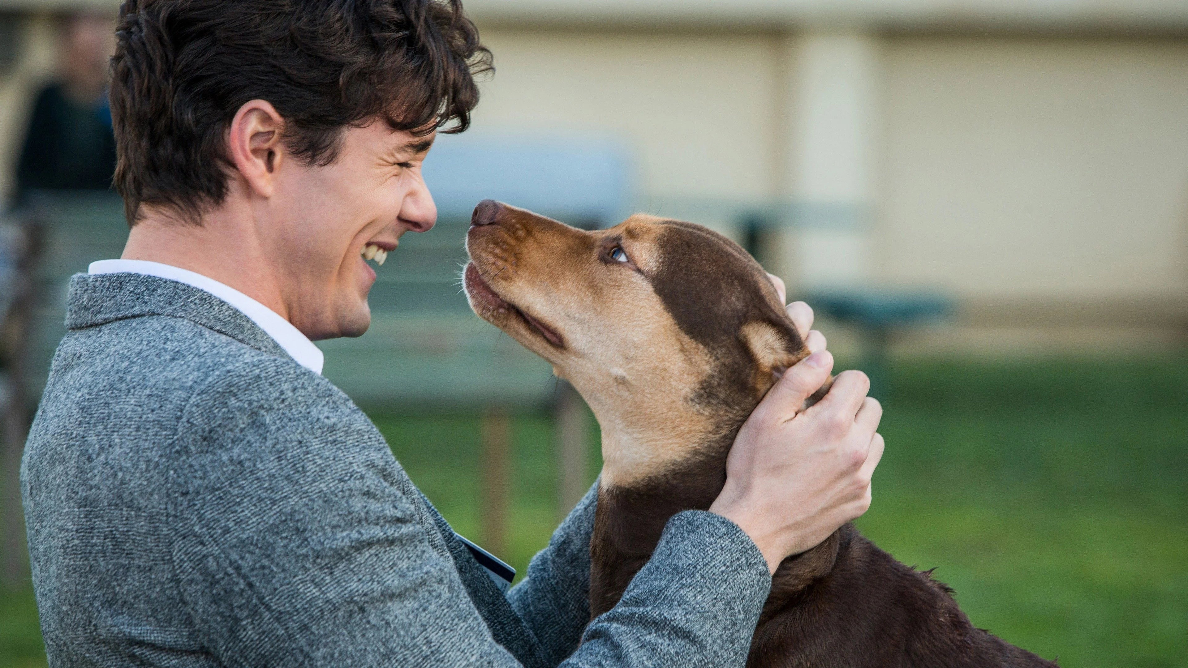 A Dog's Way Home (2019) home theater movie art - The Popcorn Poster Store