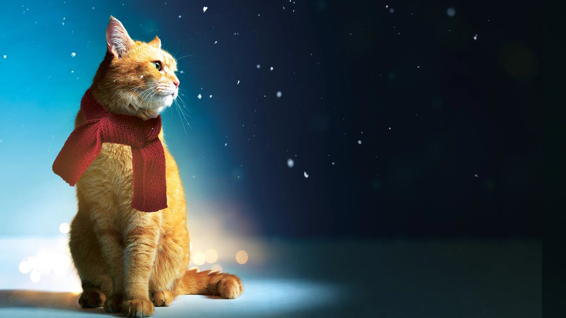 A Street Cat Named Bob (2016) home theater movie art - The Popcorn Poster Store