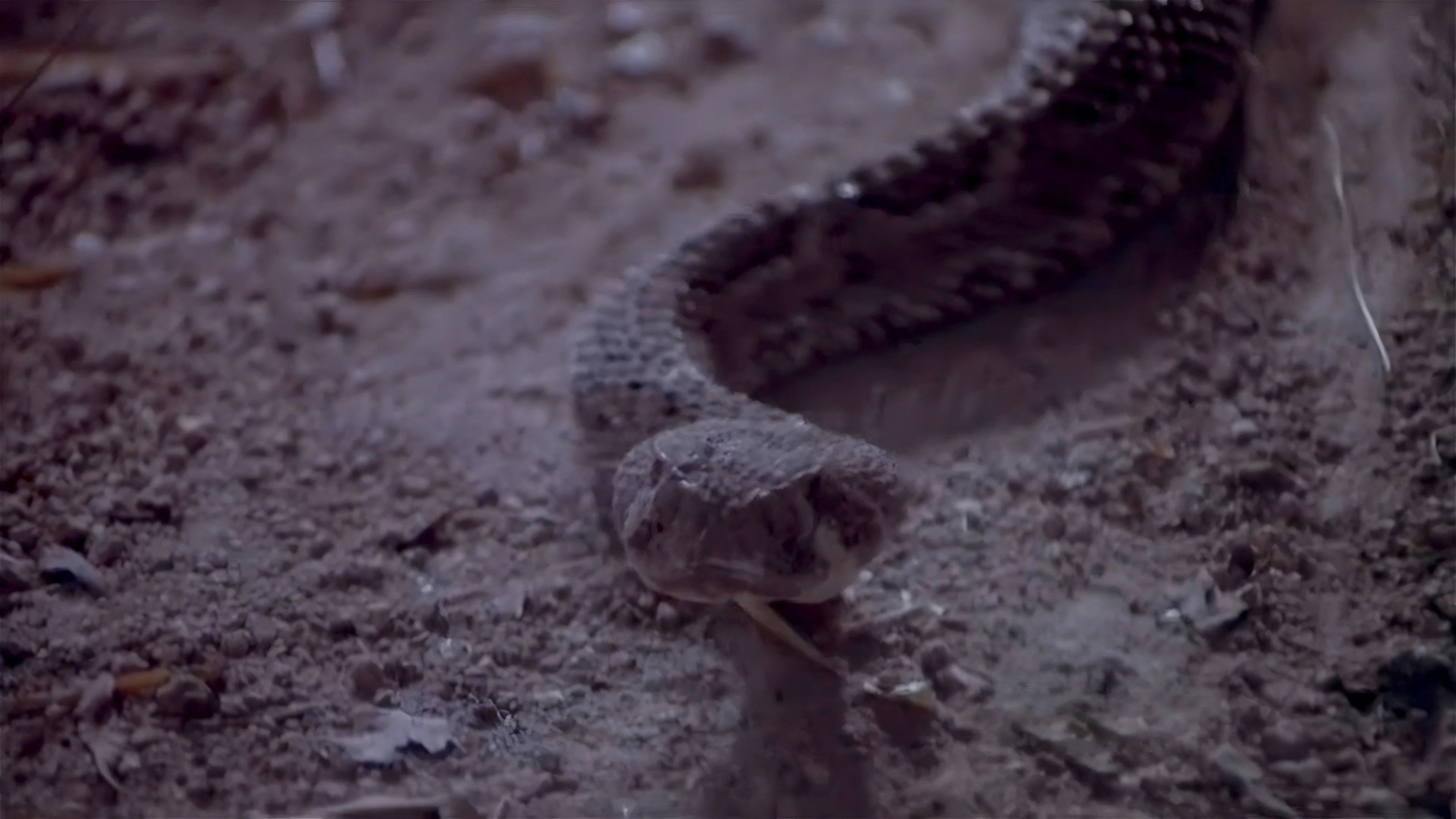 Rattlers (1976) home theater movie art - The Popcorn Poster Store