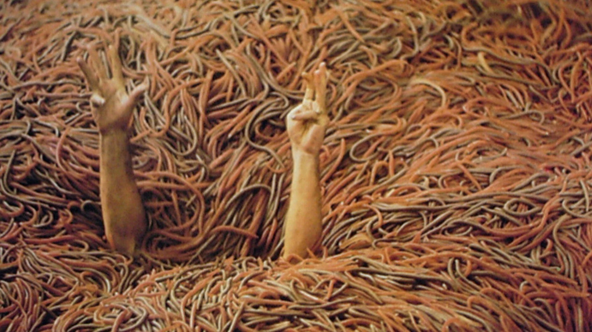Squirm (1976) home theater movie art - The Popcorn Poster Store