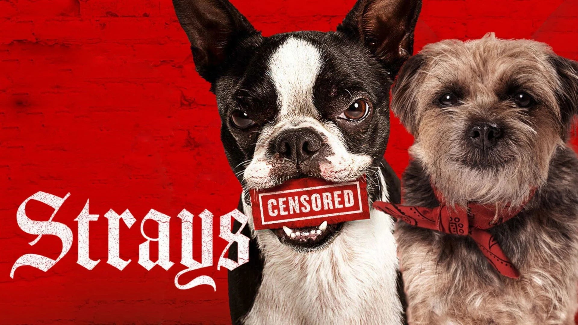 Strays (2023) home theater movie art - The Popcorn Poster Store