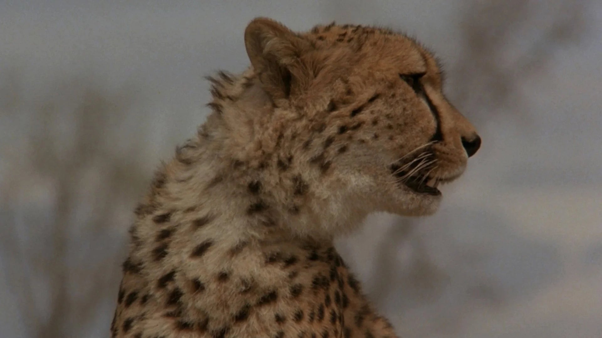 Perfect Cheetah (1989) Man Cave wall filler - Popcorn Poster Gallery
