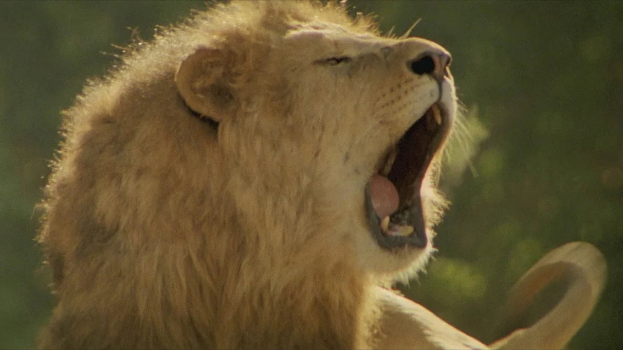 Perfect Roar (1981) Man Cave wall filler - Popcorn Poster Gallery
