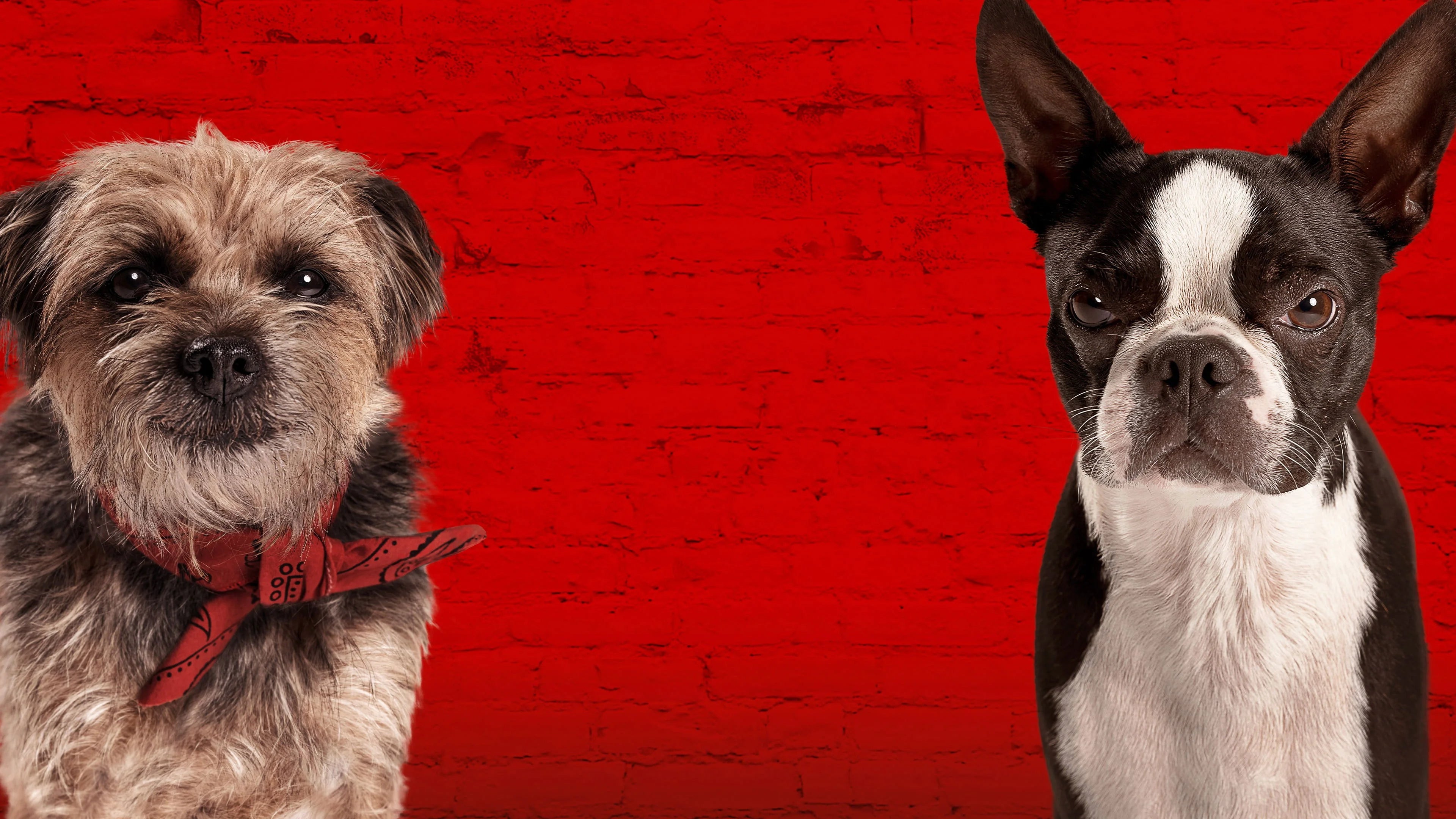 Perfect Strays (2023) Man Cave wall filler - Popcorn Poster Gallery