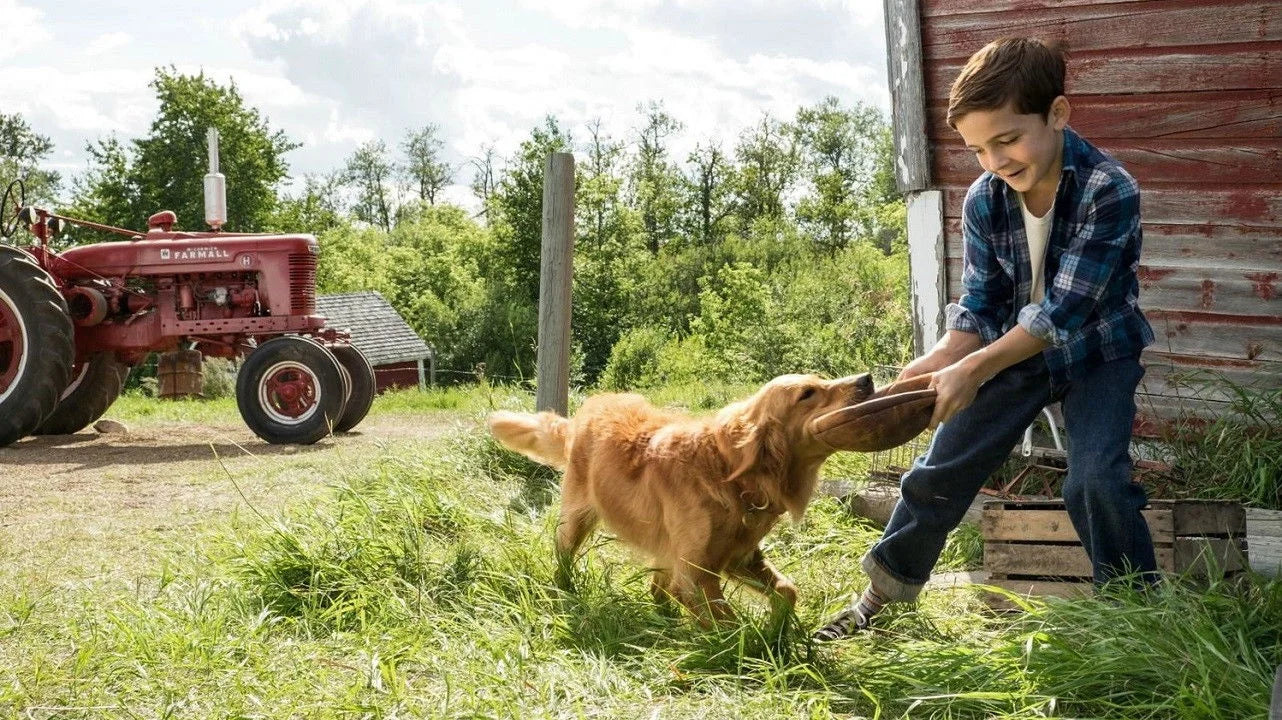 Unique A Dog's Purpose (2017) gift ideas - Available at Popcorn Poster