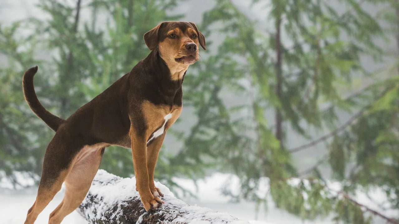 Unique A Dog's Way Home (2019) gift ideas - Available at Popcorn Poster
