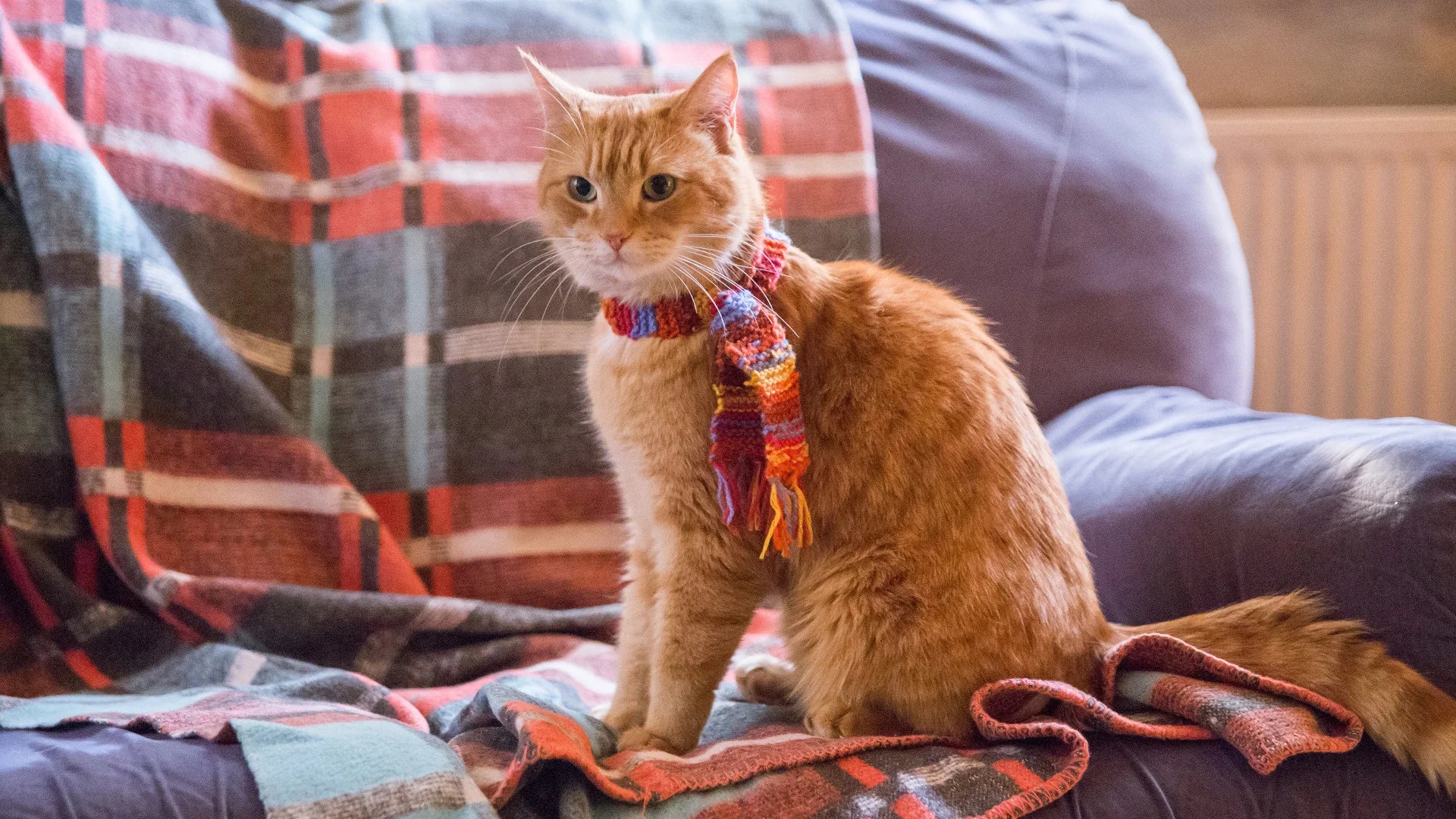 Unique A Street Cat Named Bob (2016) gift ideas - Available at Popcorn Poster