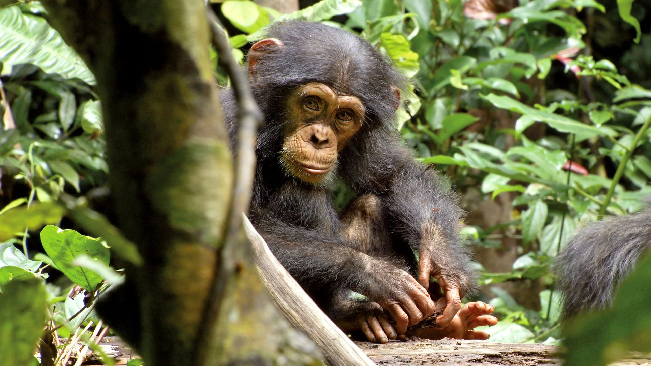 Unique Chimpanzee (2012) gift ideas - Available at Popcorn Poster