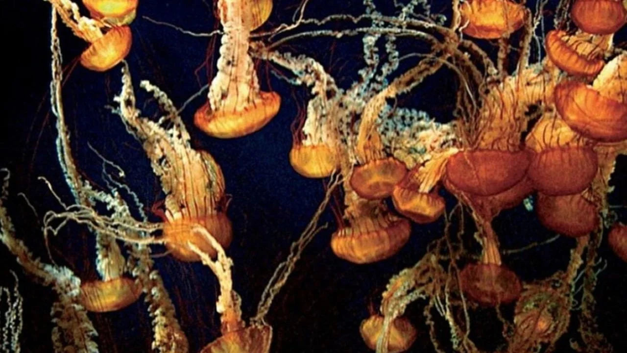 Unique Deep Blue (2003) gift ideas - Available at Popcorn Poster