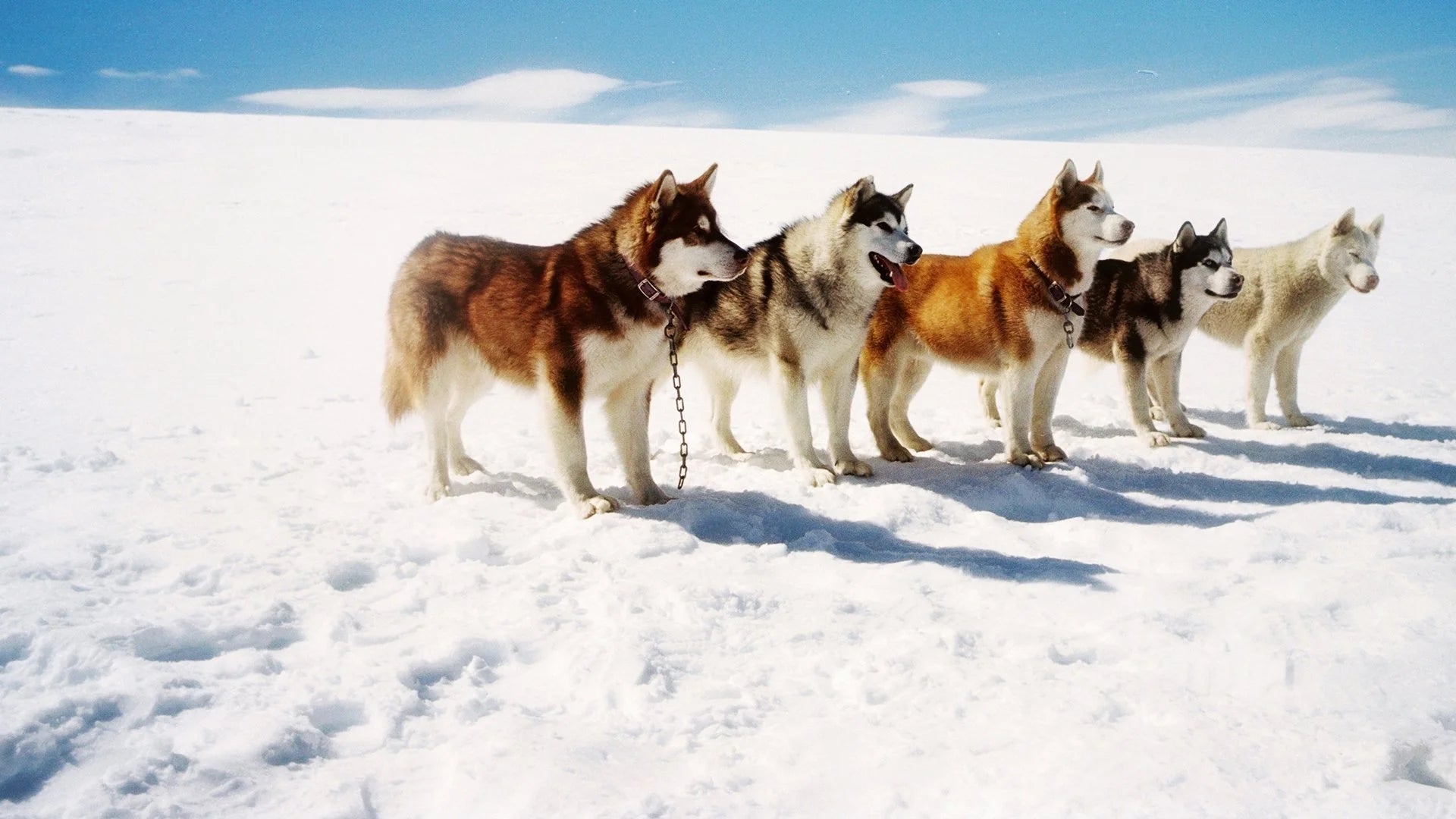 Unique Eight Below (2006) gift ideas - Available at Popcorn Poster