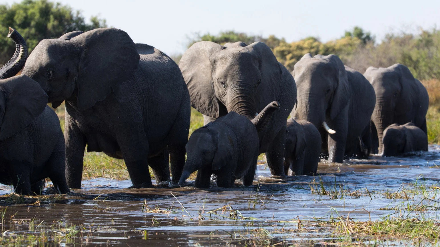 Unique Elephant (2020) gift ideas - Available at Popcorn Poster