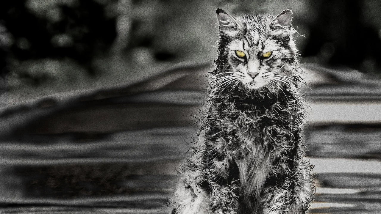 Unique Pet Sematary (2019) gift ideas - Available at Popcorn Poster
