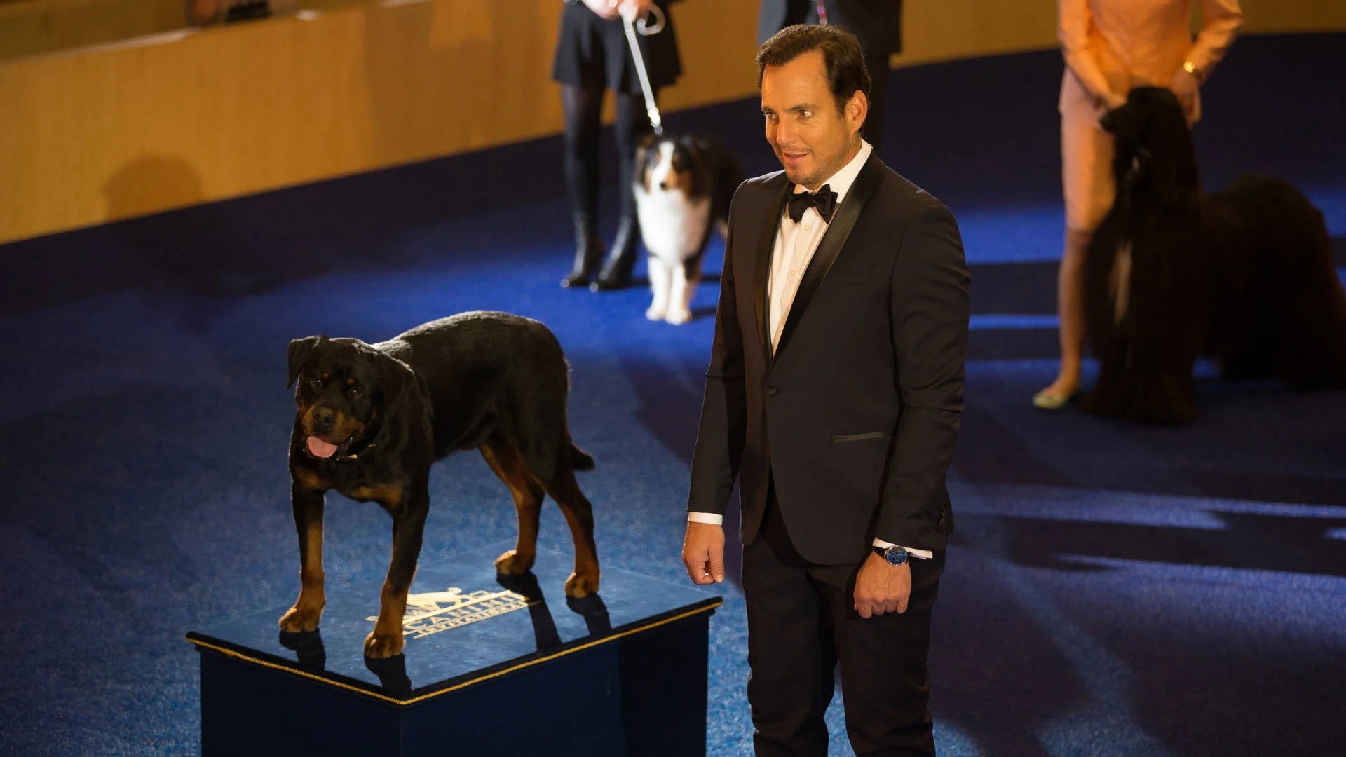 Unique Show Dogs (2018) gift ideas - Available at Popcorn Poster