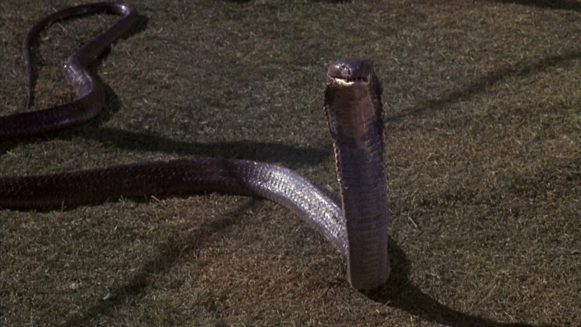 Unique Sssssss (1973) gift ideas - Available at Popcorn Poster