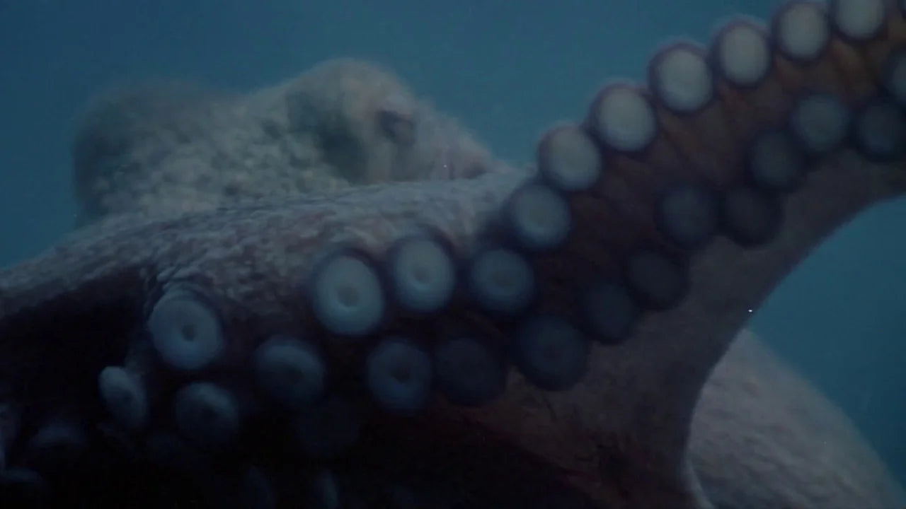 Unique Tentacles (1977) gift ideas - Available at Popcorn Poster