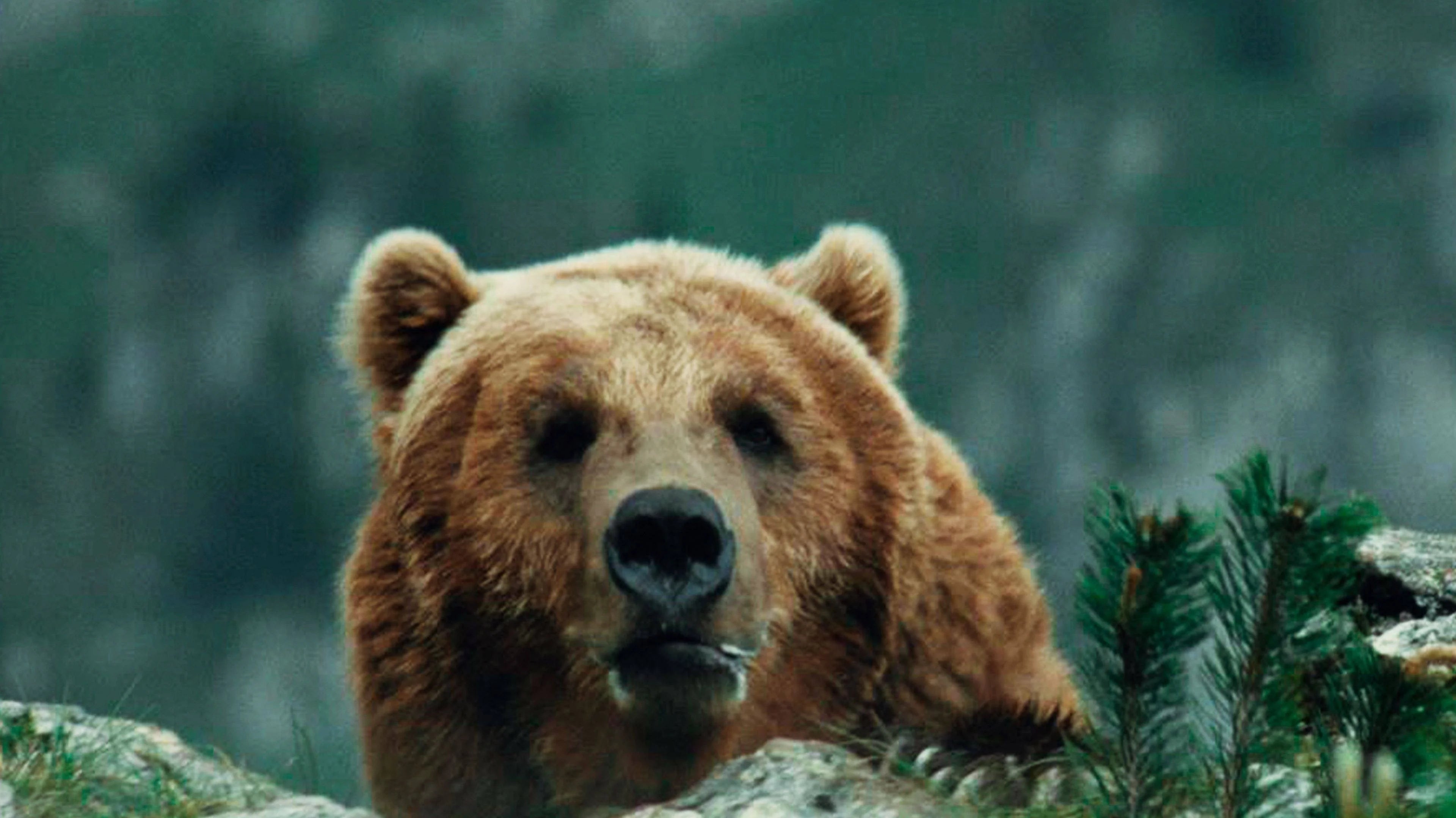 Unique The Bear (1988) gift ideas - Available at Popcorn Poster