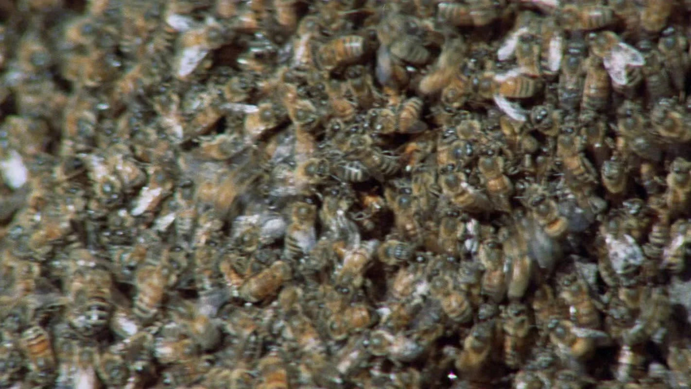 Unique The Swarm (1978) gift ideas - Available at Popcorn Poster
